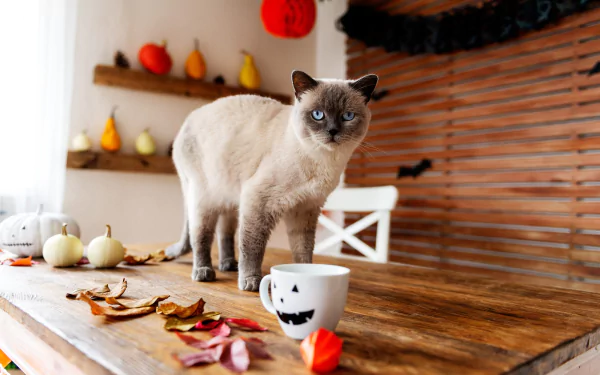 Animal siamese cat HD Desktop Wallpaper | Background Image