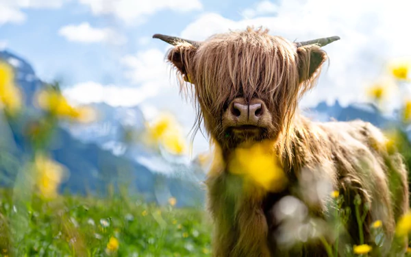 cow Animal highland cattle HD Desktop Wallpaper | Background Image