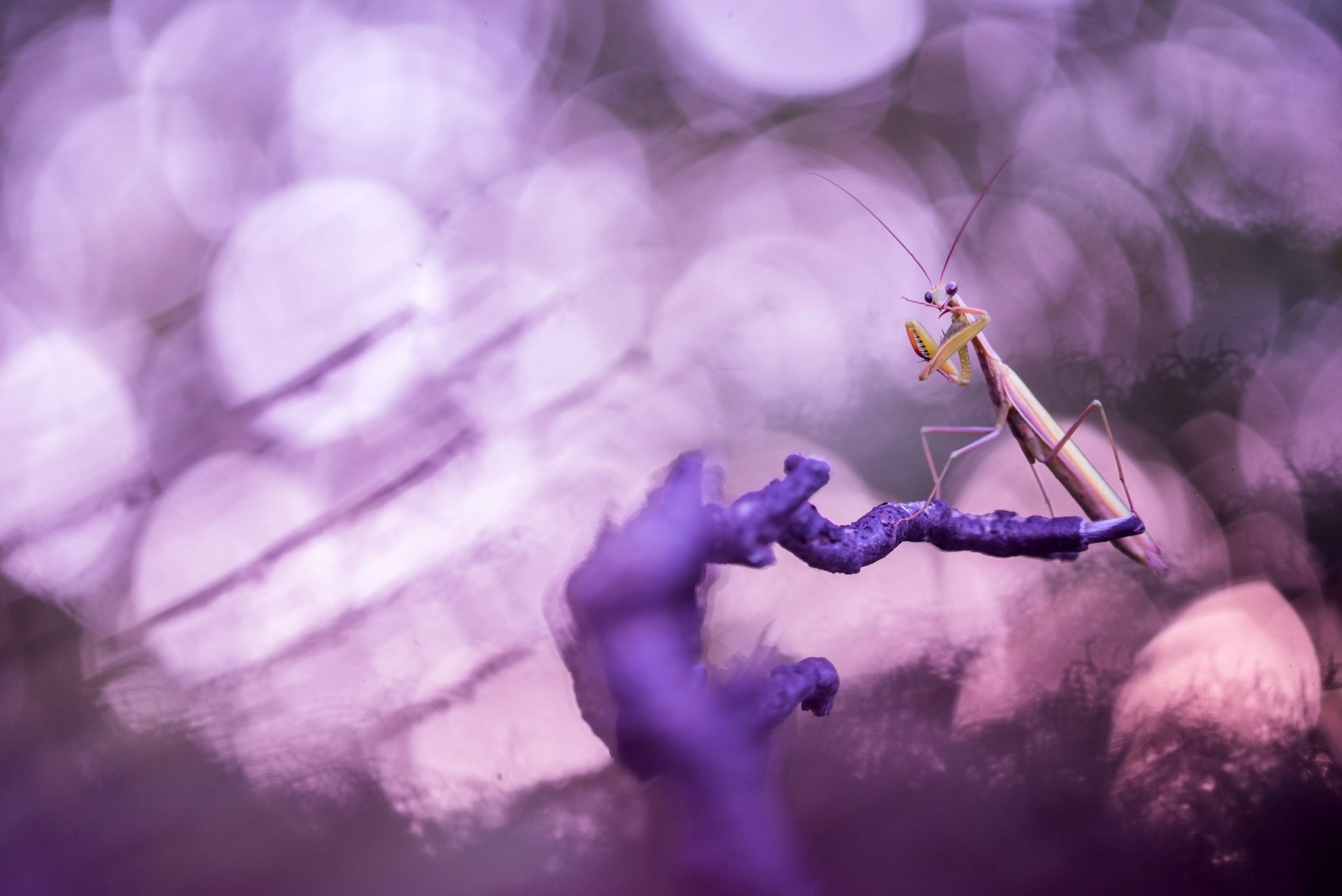 Animal Praying Mantis HD Wallpaper