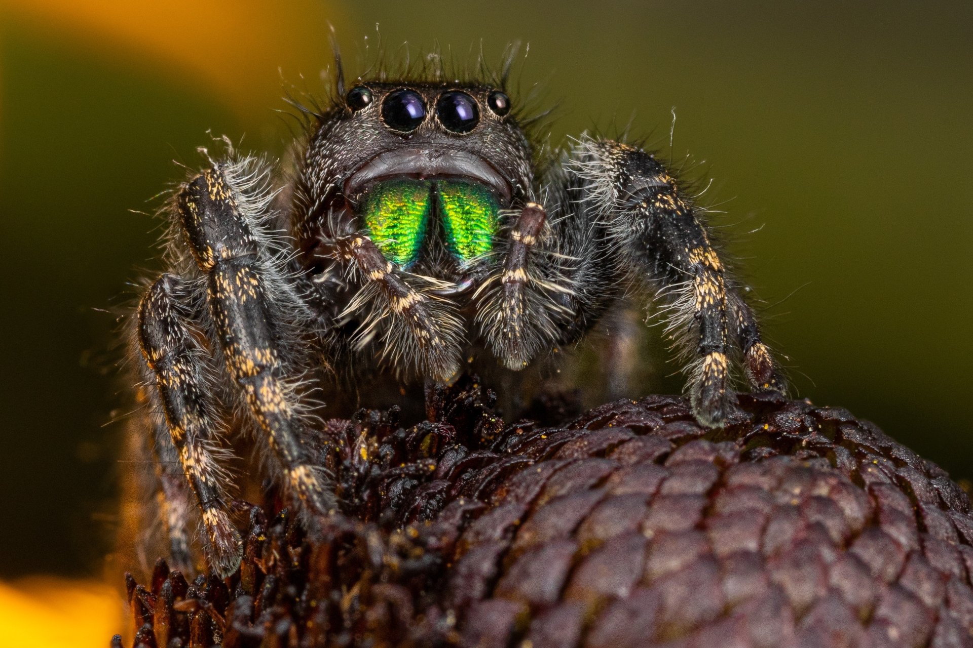 Download Macro Animal Jumping Spider HD Wallpaper