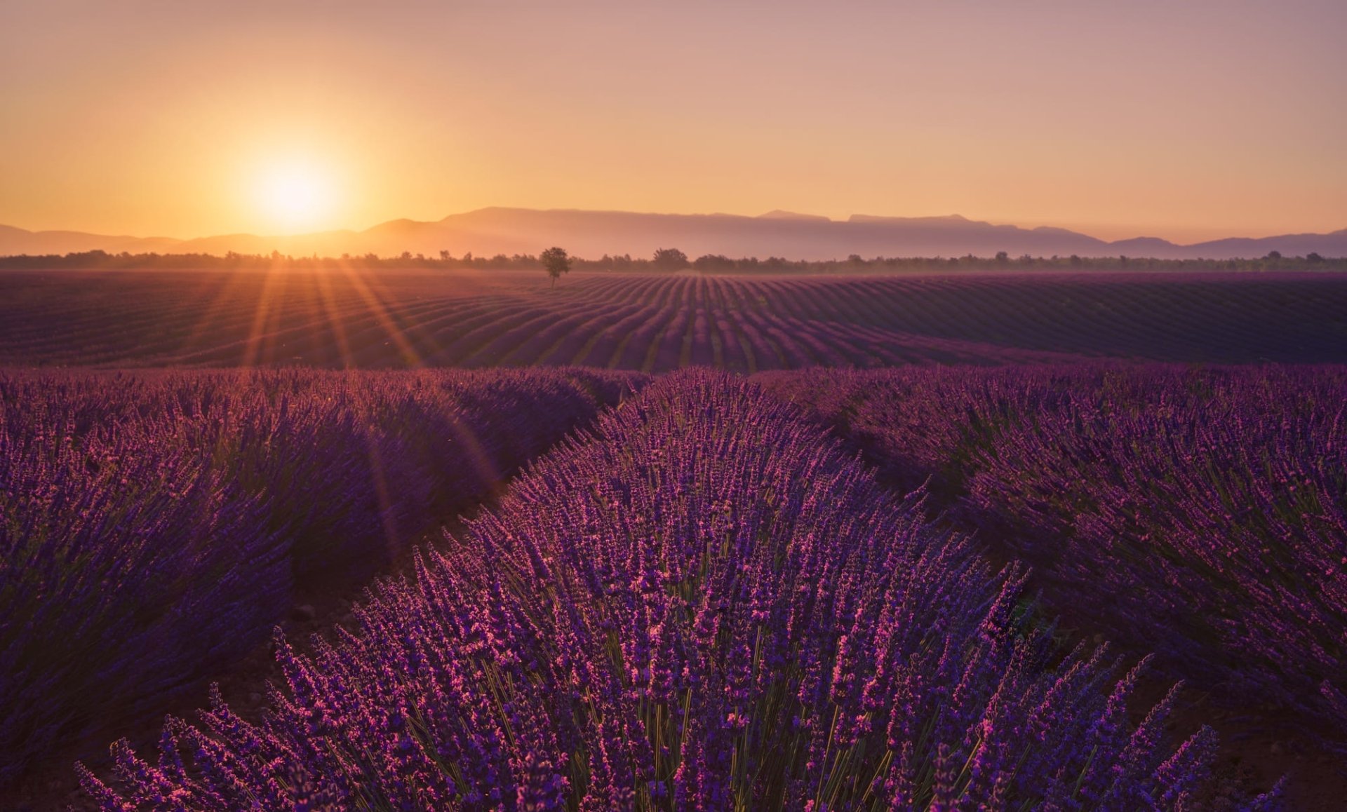 Download Field Purple Flower Sunrise Nature Lavender HD Wallpaper