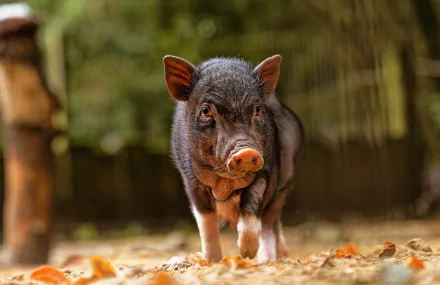 Animal pig HD Desktop Wallpaper | Background Image
