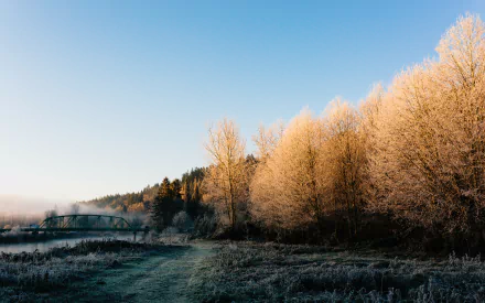 4K Ultra HD desktop wallpaper capturing a serene forest at sunrise, with golden trees illuminated against a clear blue sky.