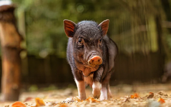 Animal pig HD Desktop Wallpaper | Background Image