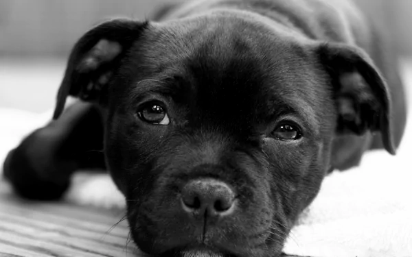 Close-up of a black Staffordshire Bull Terrier puppy lying down, captured in a 4K Ultra HD desktop wallpaper and background.