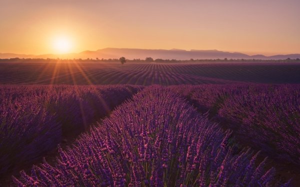 Earth Lavender Flowers Sunrise Purple Flower Field HD Wallpaper | Background Image