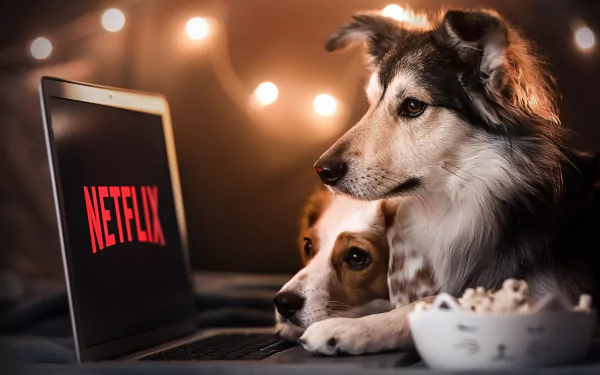  Even dogs are watching Netflix