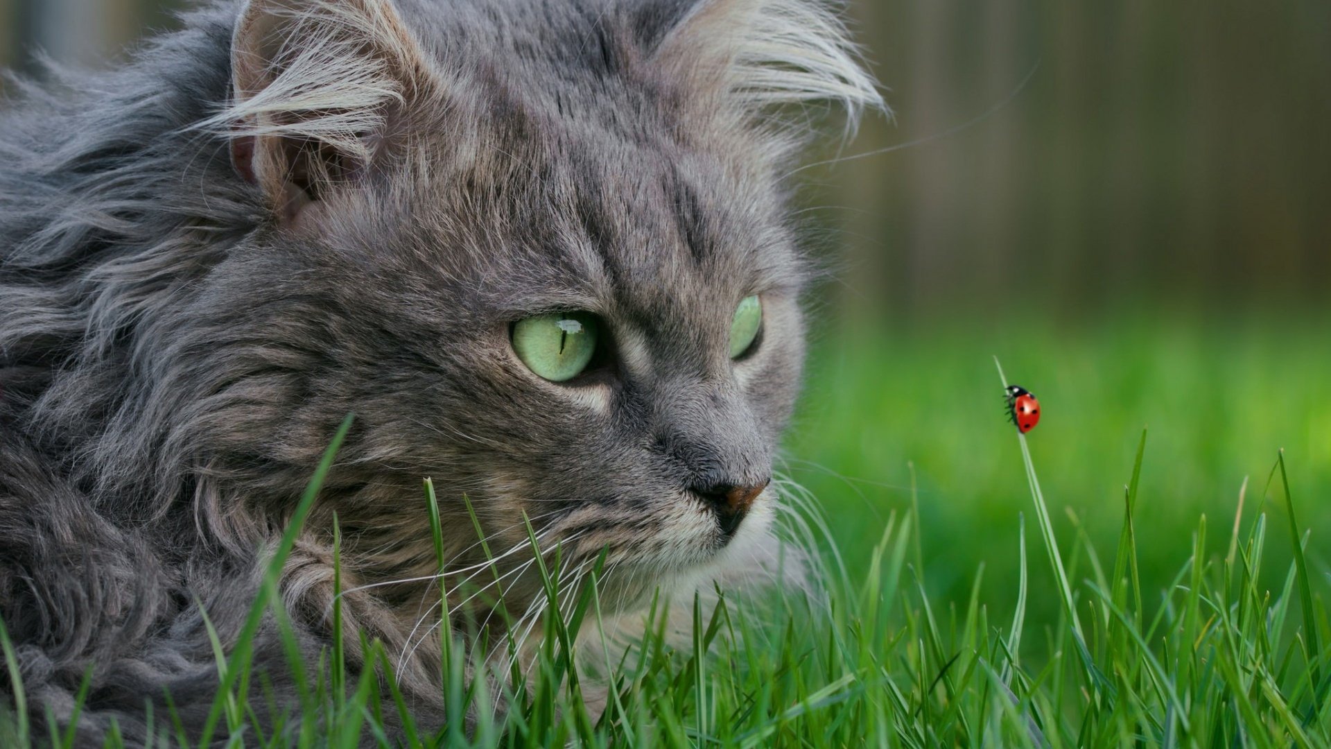 HD desktop wallpaper featuring a close-up of a gray cat intently watching a ladybug perched on a blade of grass in a natural outdoor setting.
