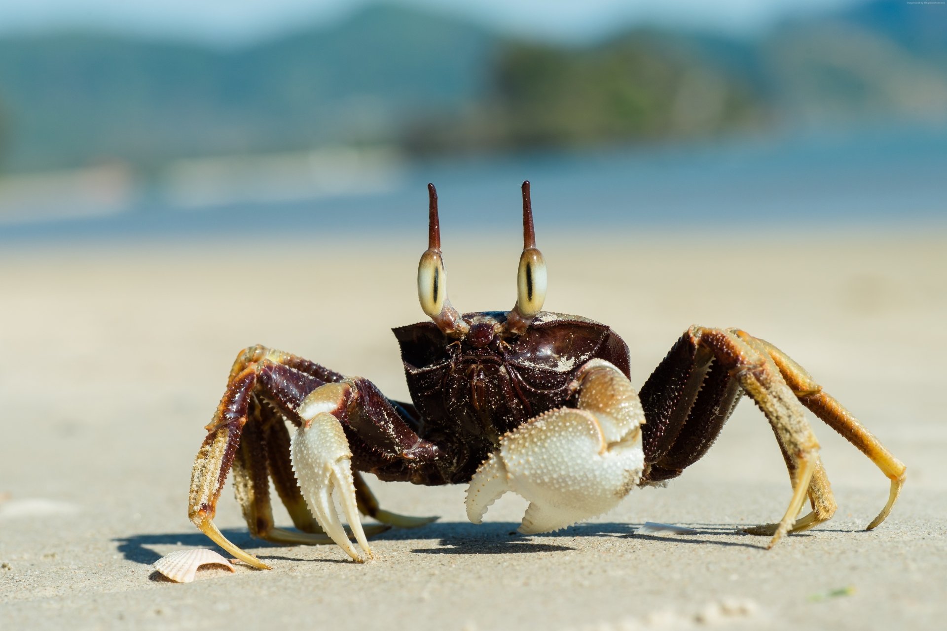 Download Sea Life Animal Crab 4k Ultra HD Wallpaper