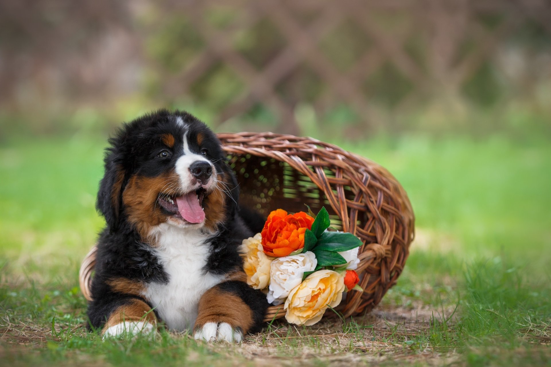 Bernese mountain dog puppy reclining by a tipped wicker basket of orange and white tulips on grass — 2K Quad HD PC desktop wallpaper/background.