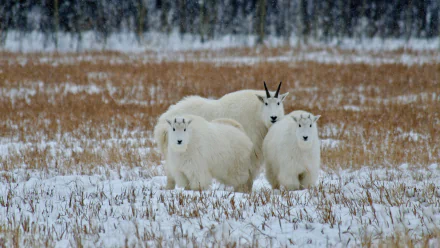  Mountain goats in the Yukon, Canada by Mark Newman