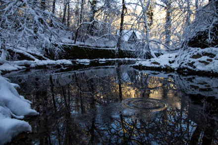  Pristine &amp; icy afternoon on the Soapstone Valley Trail, Rock Creek Park, DC by Diane Krauthamer
