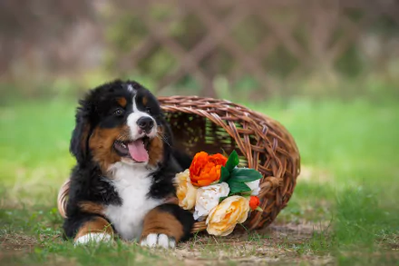 Bernese mountain dog puppy reclining by a tipped wicker basket of orange and white tulips on grass — 2K Quad HD PC desktop wallpaper/background.