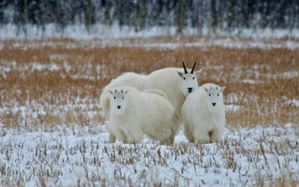  Mountain goats in the Yukon, Canada by Mark Newman