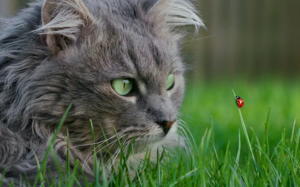 HD desktop wallpaper featuring a close-up of a gray cat intently watching a ladybug perched on a blade of grass in a natural outdoor setting.