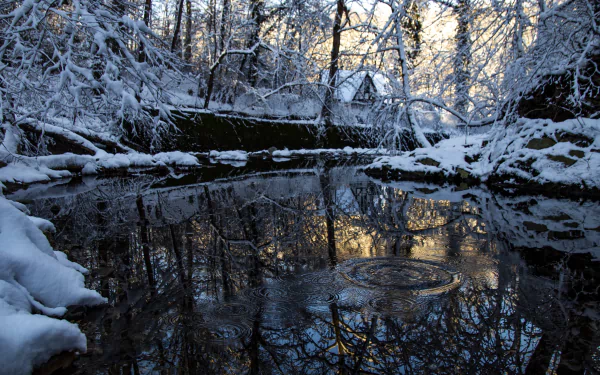  Pristine &amp; icy afternoon on the Soapstone Valley Trail, Rock Creek Park, DC by Diane Krauthamer