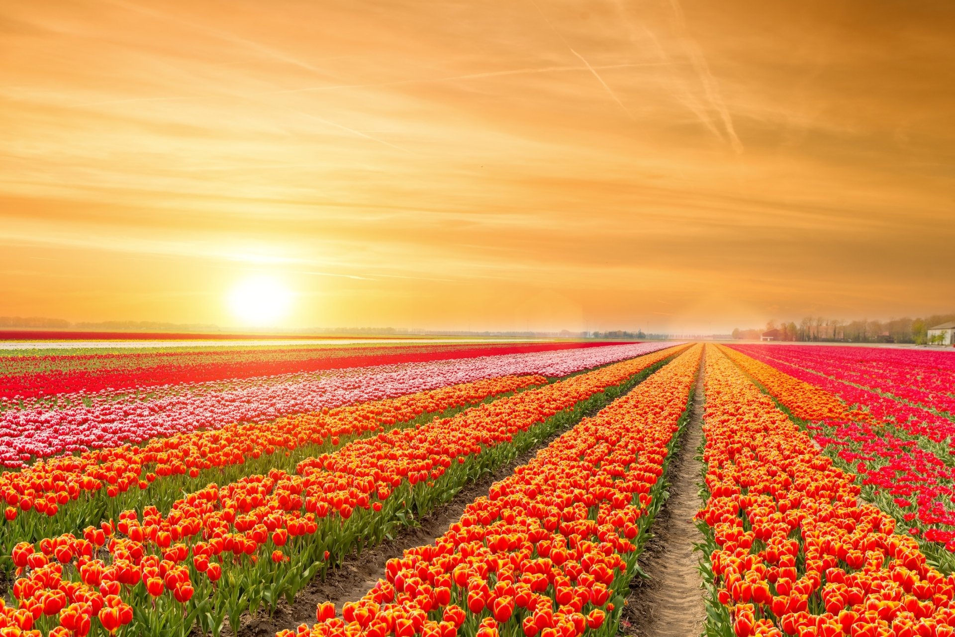 Download Sunrise Field Nature Tulip HD Wallpaper | 2120x1414 ...