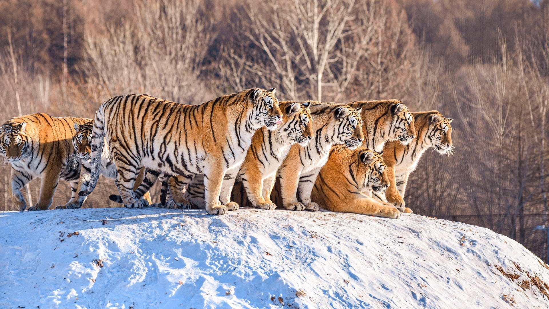 HD PC desktop wallpaper featuring a group of tigers standing and resting on a snowy hill with a forest background.