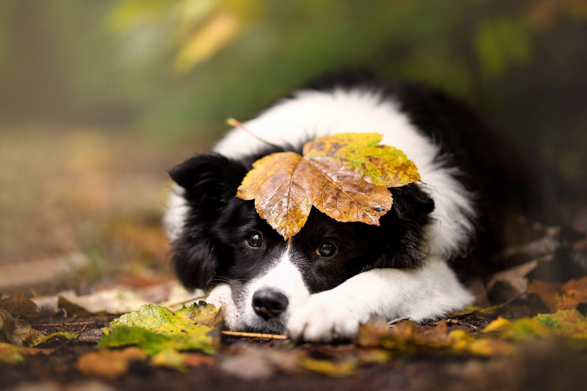 Download Animal Border Collie HD Wallpaper