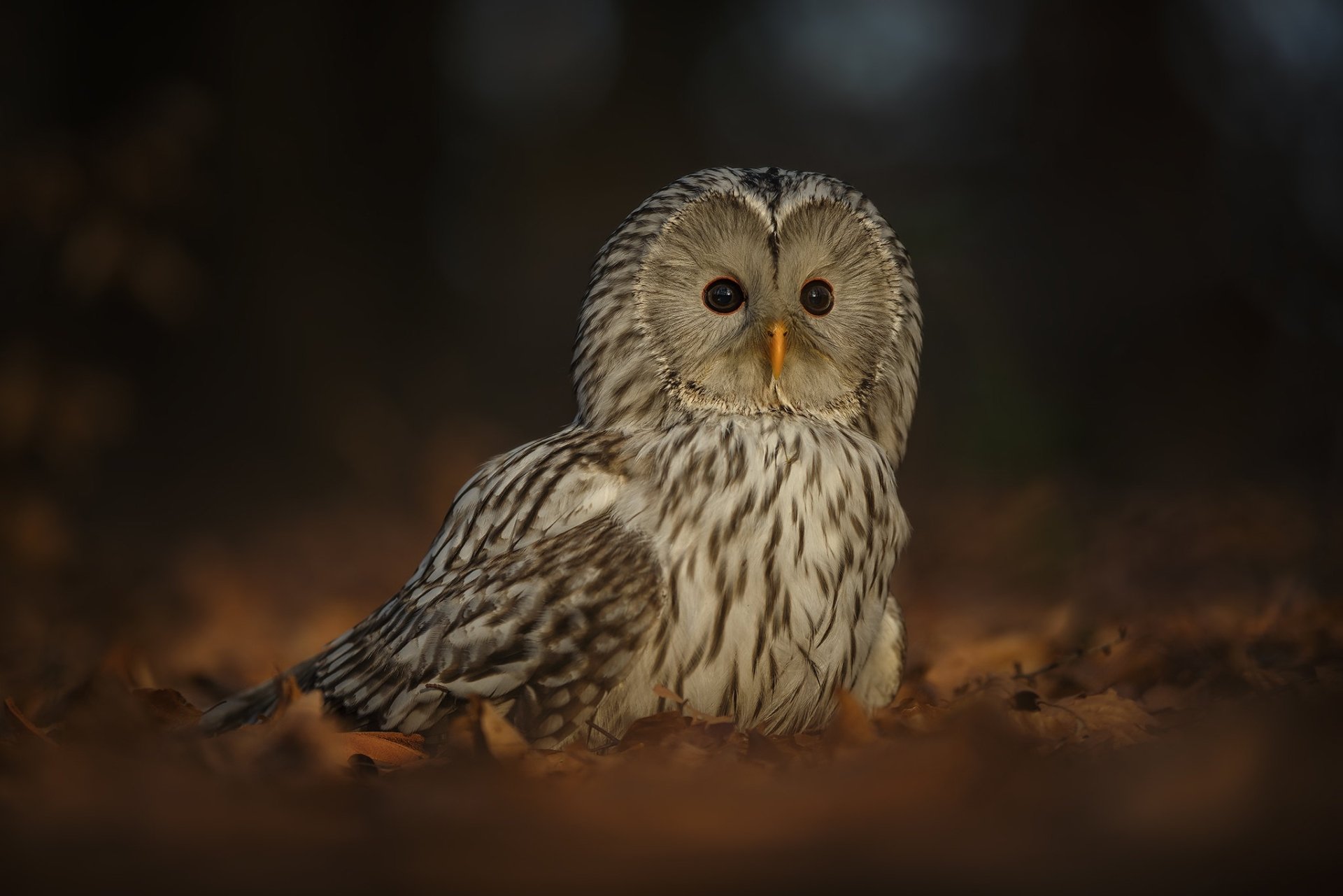 Animal Owl HD Wallpaper