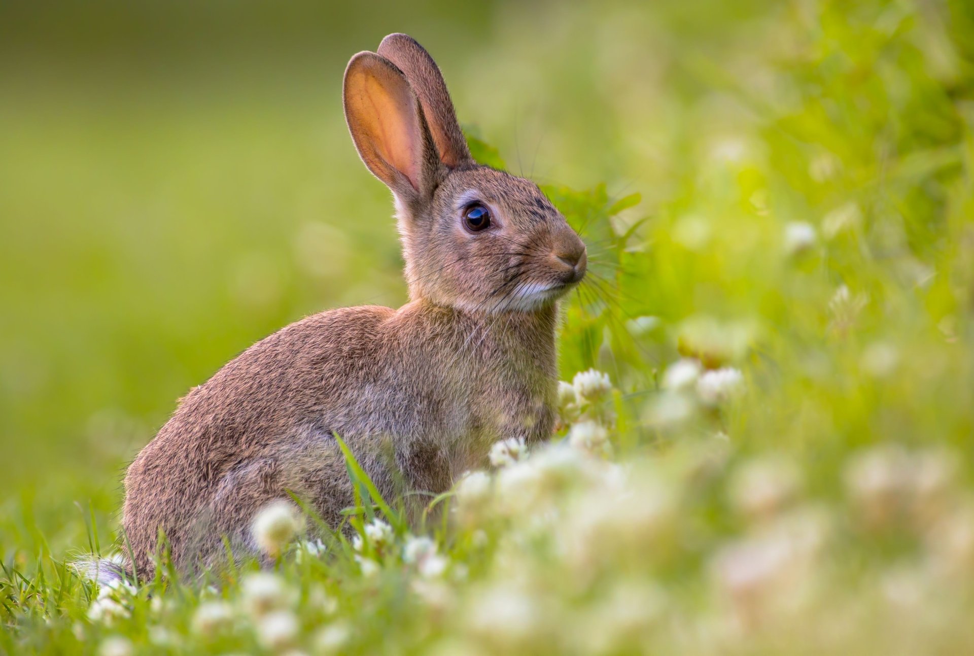 Download Animal Rabbit 4k Ultra HD Wallpaper