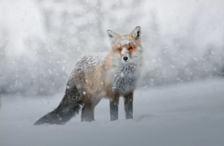 snowfall Animal fox HD Desktop Wallpaper | Background Image