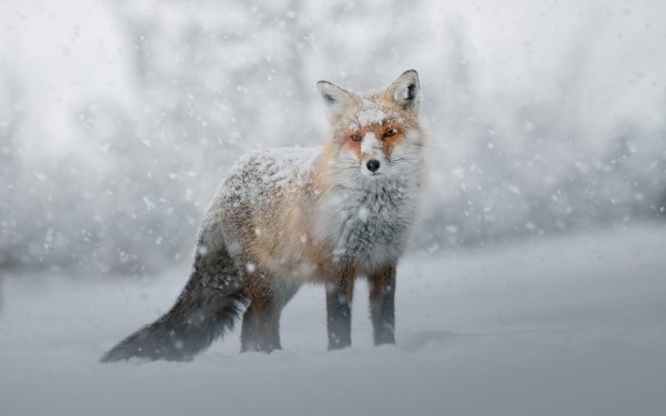 Animal Fox Snowfall HD Wallpaper | Background Image