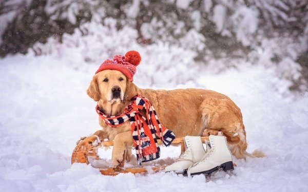 Animal Golden Retriever Dogs Winter HD Wallpaper | Background Image