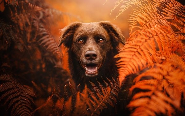 Animal Labrador Dogs Fern HD Wallpaper | Background Image