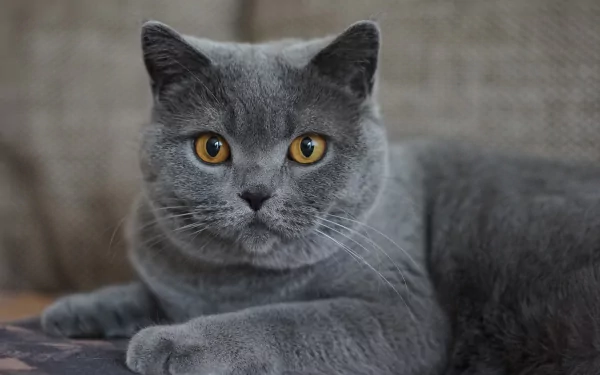 stare Animal British Shorthair HD Desktop Wallpaper | Background Image