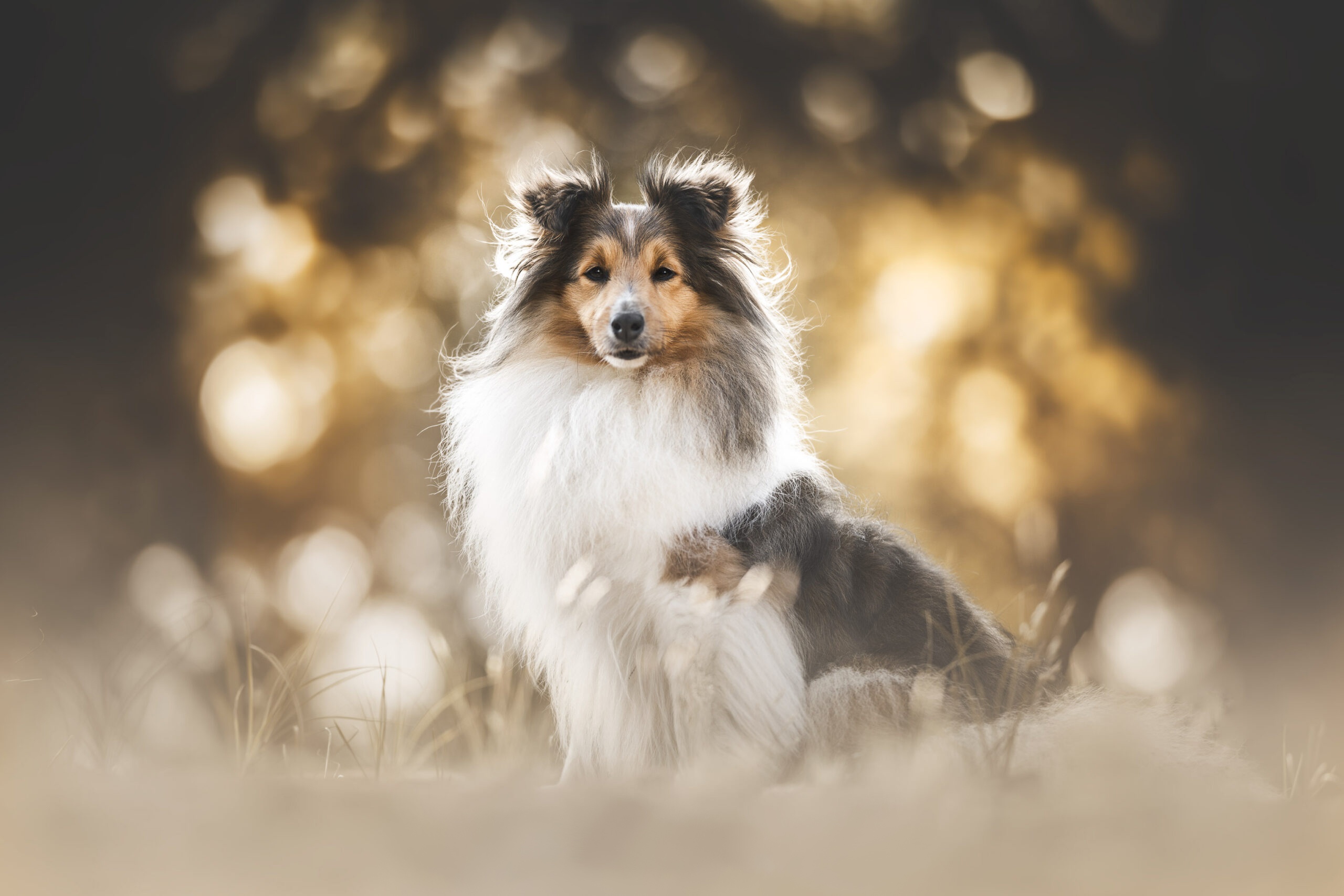 Fluffy Shetland Sheepdog puppy, a cute and pampered pet indoors generated  by AI 24749329 Stock Photo at Vecteezy