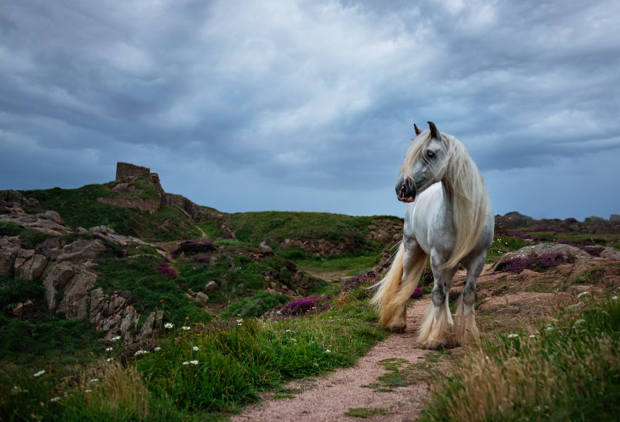 Download Animal Horse HD Wallpaper