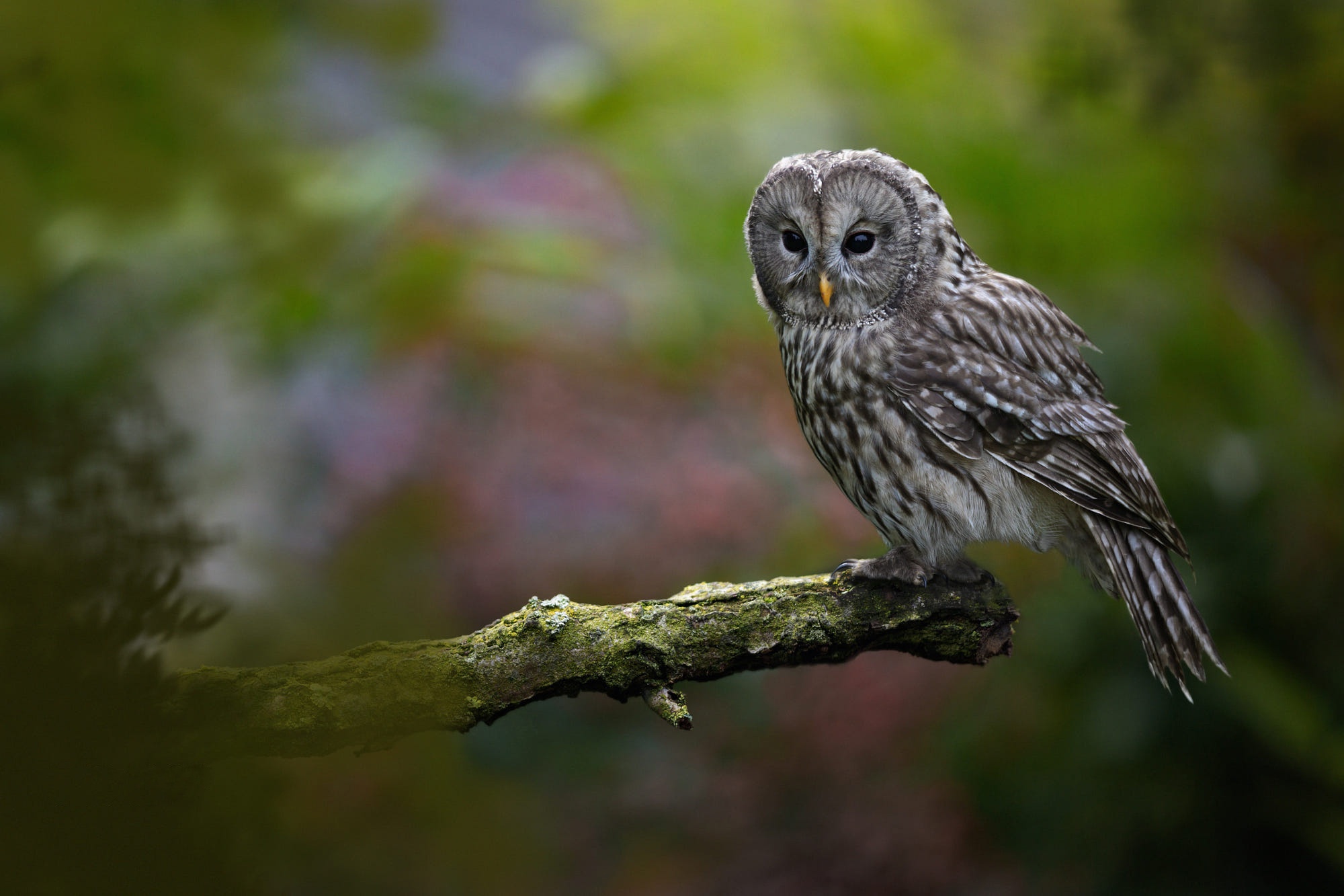 Download Animal Owl HD Wallpaper