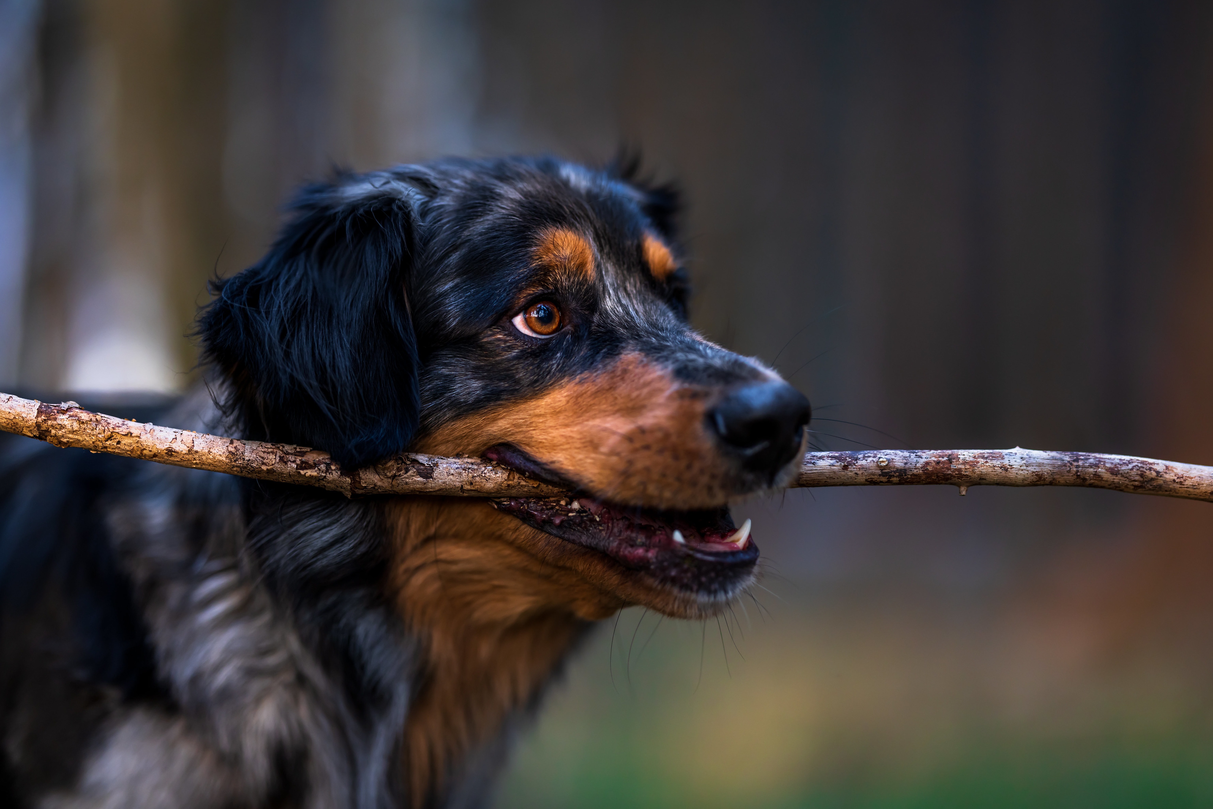 Dog 4k Ultra HD Wallpaper