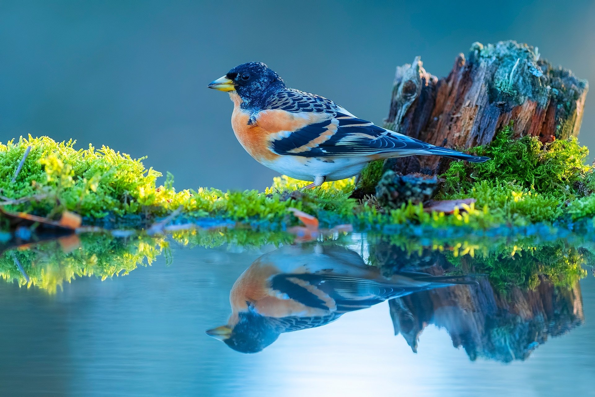 Download Brambling Reflection Animal Finch HD Wallpaper