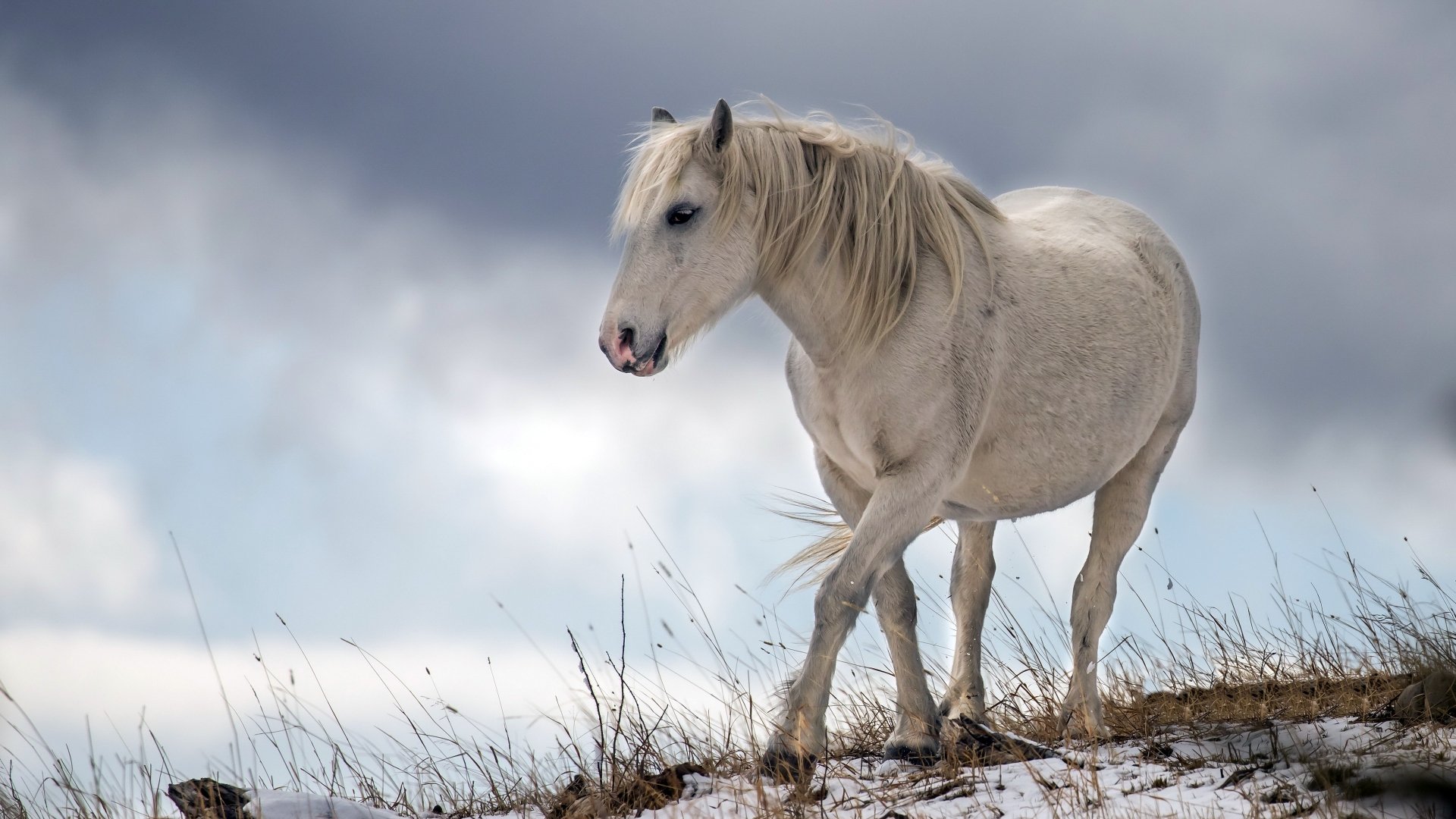 A white horse walking on a snowy hill under a cloudy sky, captured in stunning 4K Ultra HD for a PC desktop wallpaper.