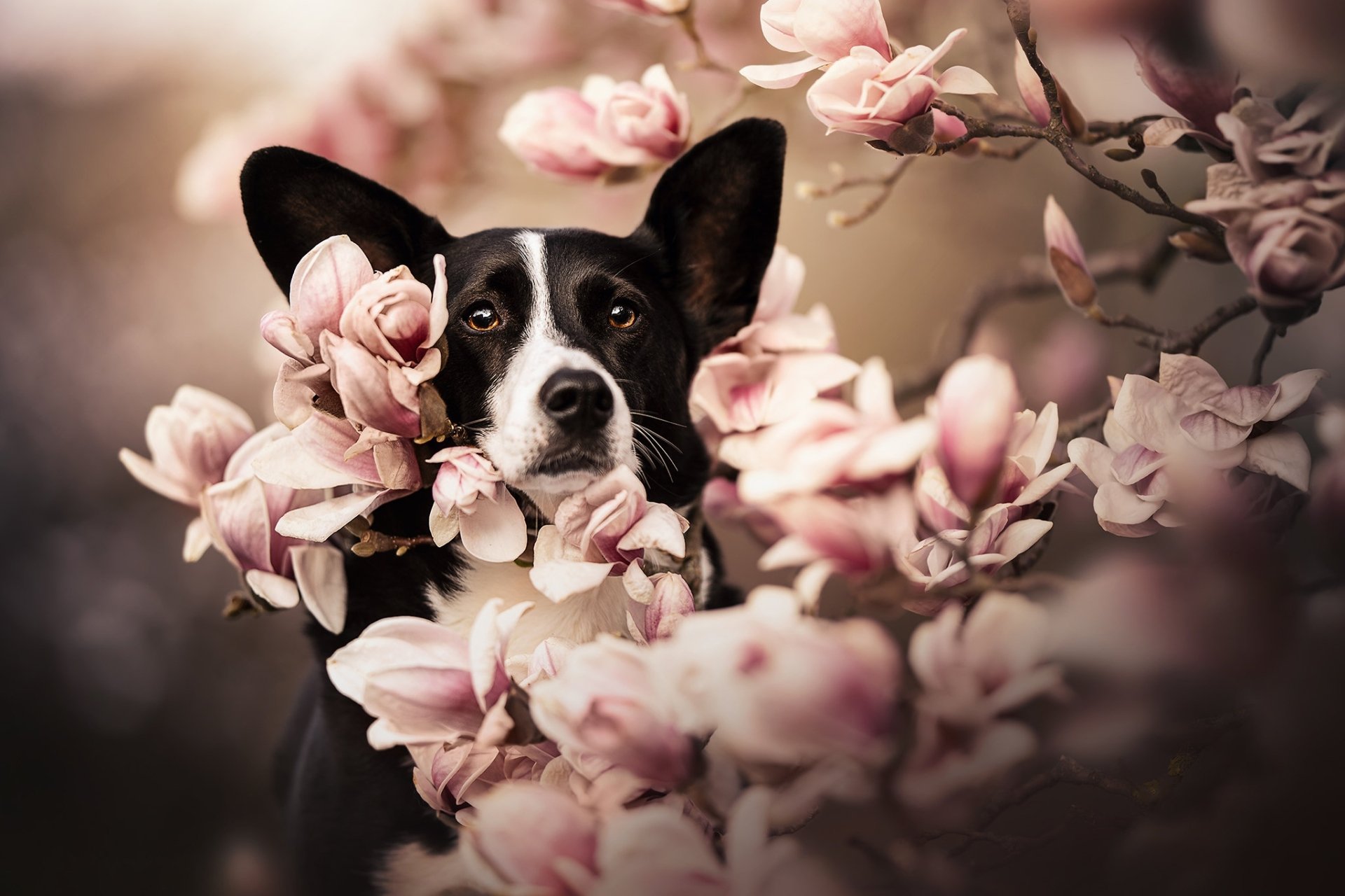 Download Animal Corgi HD Wallpaper