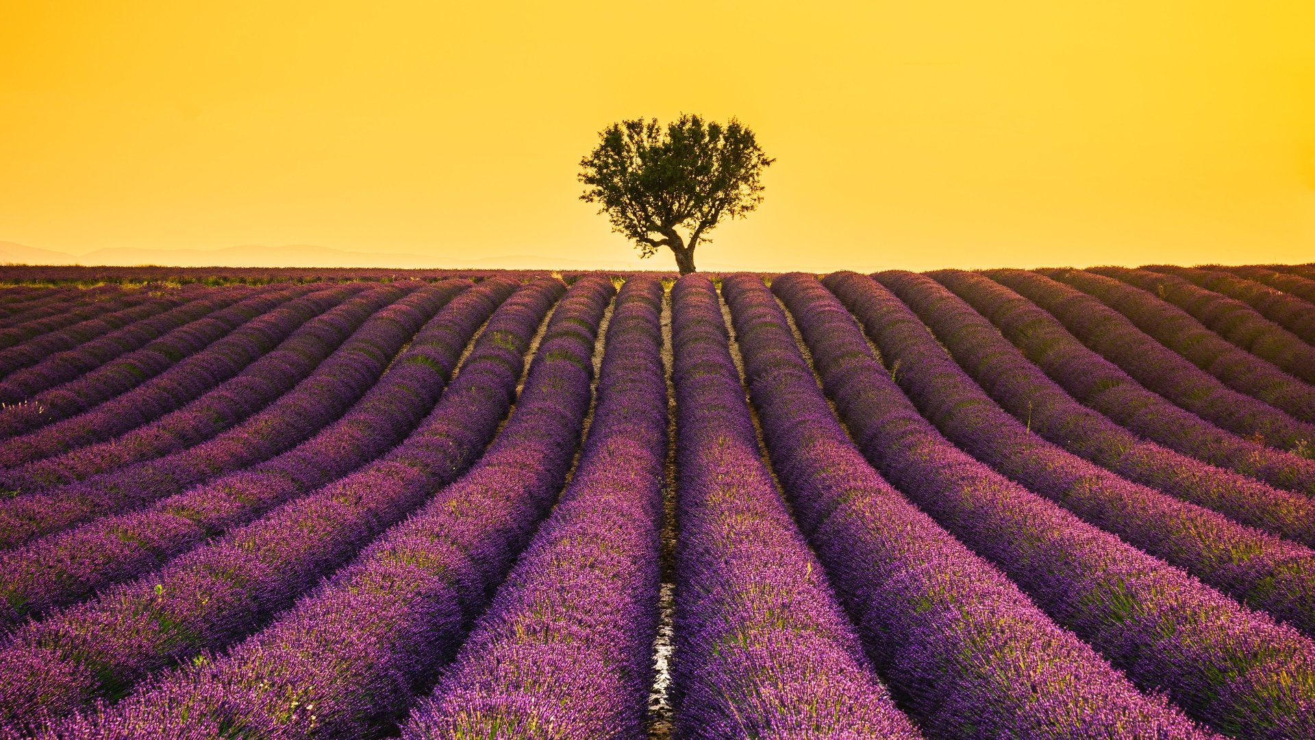 Download Field Nature Lavender 4k Ultra HD Wallpaper