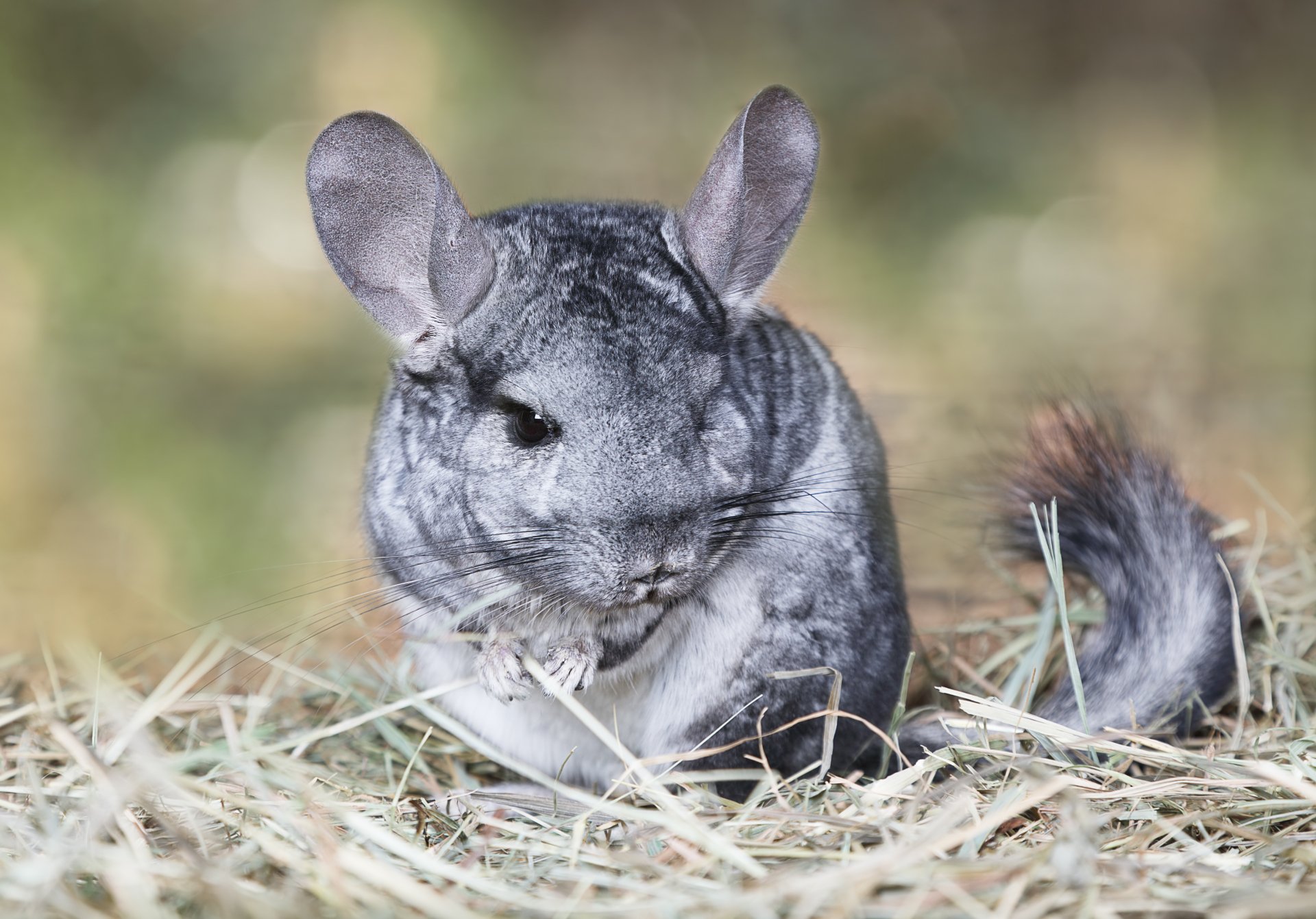 4K Chinchilla Wallpapers  Background Images
