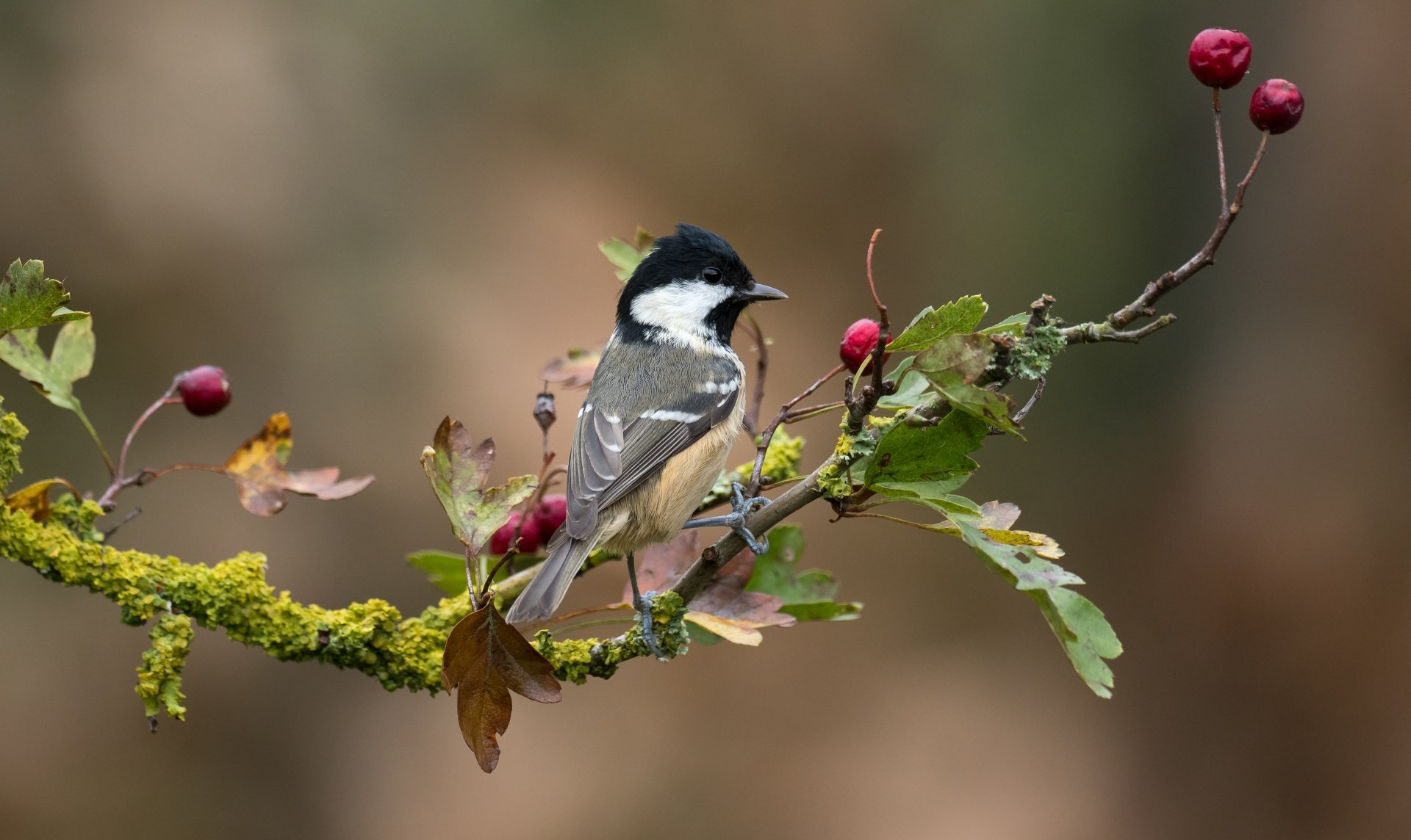 Download Animal Titmouse 4k Ultra HD Wallpaper