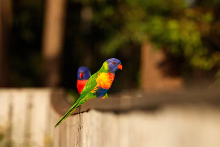 Animal rainbow lorikeet HD Desktop Wallpaper | Background Image