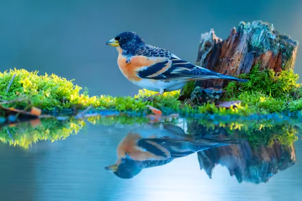  Brambling (fringilla montifringilla)