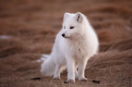 Animal arctic fox HD Desktop Wallpaper | Background Image