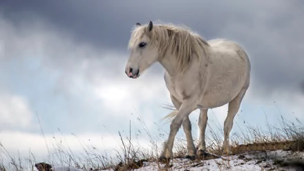 A white horse walking on a snowy hill under a cloudy sky, captured in stunning 4K Ultra HD for a PC desktop wallpaper.