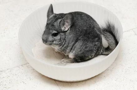 A chinchilla sits comfortably in a white bowl filled with sand, showcasing its soft fur. This HD desktop wallpaper captures the charming essence of this playful animal.