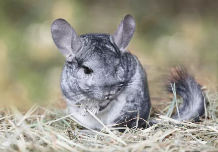 A chinchilla sits on a bed of hay, showcasing its soft fur and large ears. This high-definition image serves as a captivating desktop wallpaper for animal lovers.