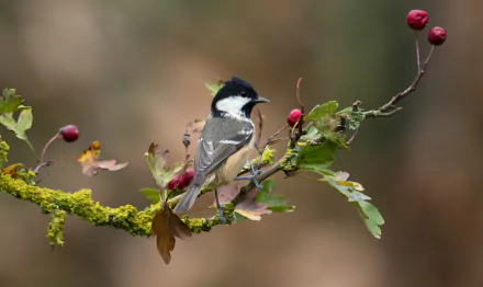 Animal titmouse HD Desktop Wallpaper | Background Image