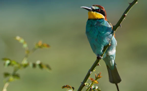 Vibrant European bee-eater with turquoise belly and chestnut head perched on a slender branch against soft green bokeh — HD PC desktop wallpaper.