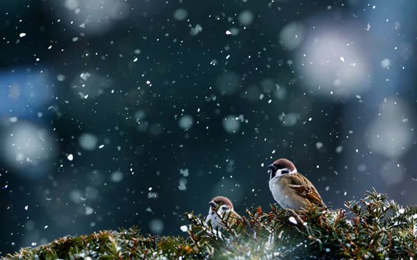 Animal sparrow HD Desktop Wallpaper | Background Image