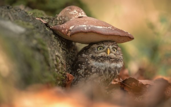 Animal Owl Birds Owls Mushroom HD Wallpaper | Background Image